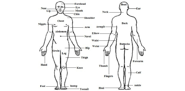 Can You Tell These Body Parts For Beginners Flashcards